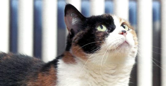 L’inverno e i nostri animali domestici