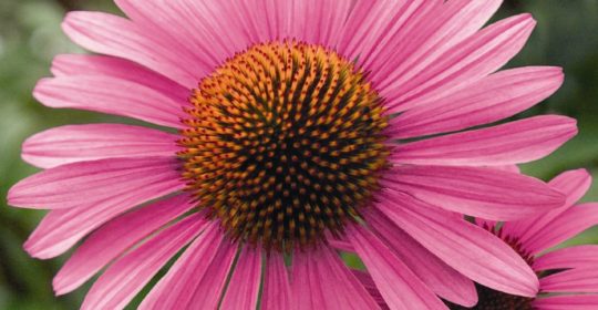 “Rinforzarsi” con le sostanze naturali